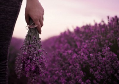 Three Reasons Your Hair Needs Lavender - Now!